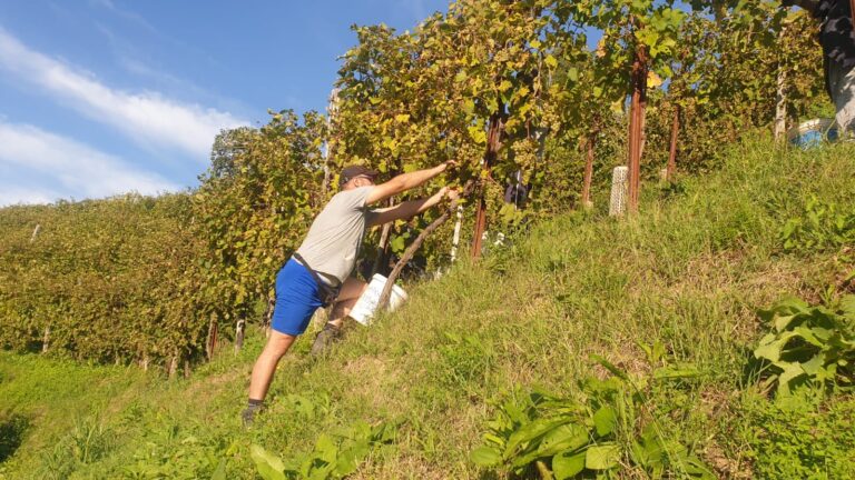 vendemmia