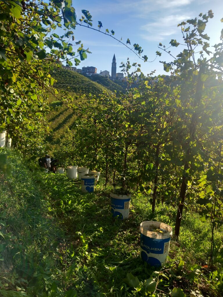 vendemmia2